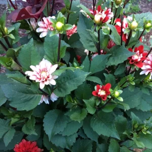 Pacific Time Dahlia Seeds - 40+ Count - Pollinator Friendly Heirloom Flower Seeds - Image 4