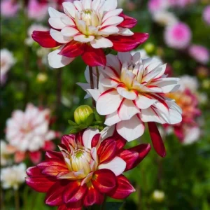 Pacific Time Dahlia Seeds - 40+ Count - Pollinator Friendly Heirloom Flower Seeds - Image 5