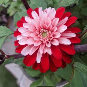 Pacific Time Dahlia Seeds - 40+ Count - Pollinator Friendly Heirloom Flower Seeds - Image 6