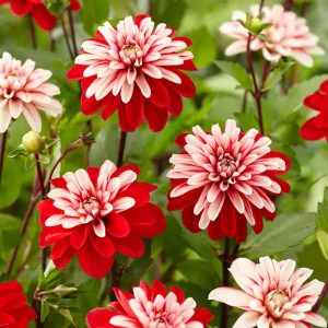 Pacific Time Dahlia Seeds - 40+ Count - Pollinator Friendly Heirloom Flower Seeds - Image 8
