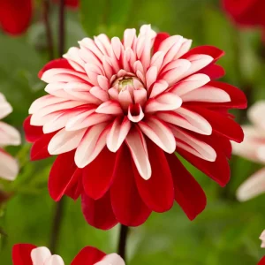 Pacific Time Dahlia Seeds - 40+ Count - Pollinator Friendly Heirloom Flower Seeds - Image 9