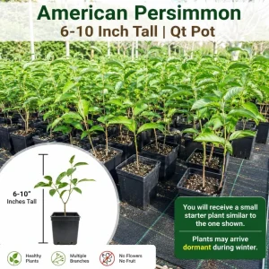 Pack of 2 American Persimmon Tree Live Plants, 7-14