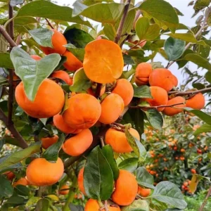 Pack of 2 American Persimmon Tree Live Plants, 7-14
