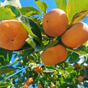 Pack of 2 American Persimmon Tree Live Plants, 7-14