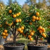 Pack of 2 American Persimmon Tree Live Plants, 7-14" Tall, Qt Pot, Outdoor Hardy Winter Plum - Image 1