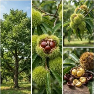 Pack of 2 Chestnut Trees Live Plants, Deciduous Nut Tree, 6-10 inches Tall, 4 inch Pot, Outdoor - Image 3