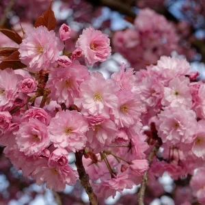 Pack of 2 Kwanzan Flowering Cherry Trees Live Plant, Double Pink Blooms, 6-12