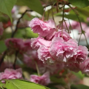 Pack of 2 Kwanzan Flowering Cherry Trees Live Plant, Double Pink Blooms, 6-12