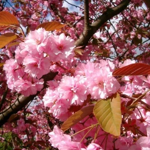 Pack of 2 Kwanzan Flowering Cherry Trees Live Plant, Double Pink Blooms, 6-12