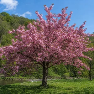 Pack of 2 Kwanzan Flowering Cherry Trees Live Plant, Double Pink Blooms, 6-12