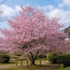 Pack of 2 Okame Flowering Cherry Trees Live Plant, Rosy Pink Blossoms, 6-12" Tall, Outdoor Ornamental - Image 1