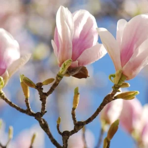 Pack of 2 Saucer Magnolia Tree Live Plant, Pink White Flowers, 6-12