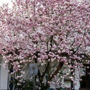 Pack of 2 Saucer Magnolia Tree Live Plant, Pink White Flowers, 6-12