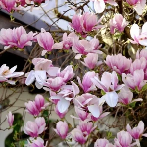 Pack of 2 Saucer Magnolia Tree Live Plant, Pink White Flowers, 6-12