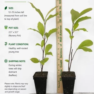 Pack of 2 Saucer Magnolia Tree Live Plant, Pink White Flowers, 6-12