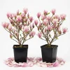 Pack of 2 Saucer Magnolia Tree Live Plant, Pink White Flowers, 6-12" Tall, 2.5" Pot, Outdoor Shrub - Image 1