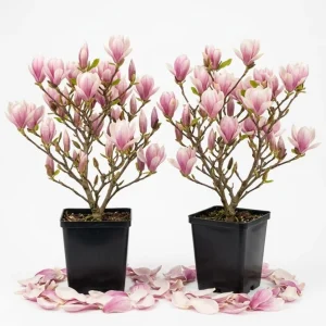 Pack of 2 Saucer Magnolia Tree Live Plant, Pink White Flowers, 6-12
