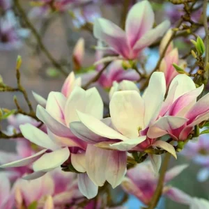 Pack of 2 Saucer Magnolia Tree Live Plant, Pink White Flowers, 6-12