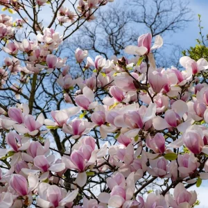 Pack of 2 Saucer Magnolia Tree Live Plant, Pink White Flowers, 6-12