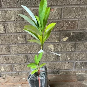 Pack of 2 Sweetbay Magnolia Live Plants - 9-18