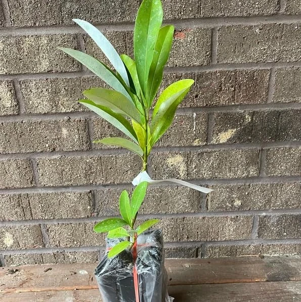 Pack of 2 Sweetbay Magnolia Live Plants - 9-18" Tall in Quart Pot, Fragrant White Flowers, Outdoor Shrub/Tree - Image 2