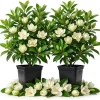 Pack of 2 Sweetbay Magnolia Live Plants - 9-18" Tall in Quart Pot, Fragrant White Flowers, Outdoor Shrub/Tree - Image 1