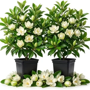 Pack of 2 Sweetbay Magnolia Live Plants - 9-18