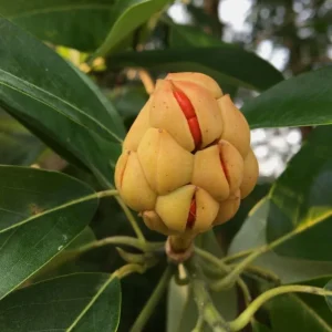 Pack of 2 Sweetbay Magnolia Live Plants - 9-18
