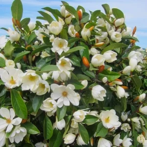 Pack of 2 Sweetbay Magnolia Live Plants - 9-18