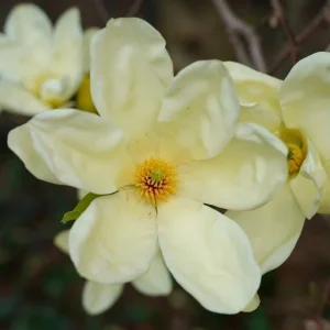 Pack of 2 Sweetbay Magnolia Live Plants - 9-18