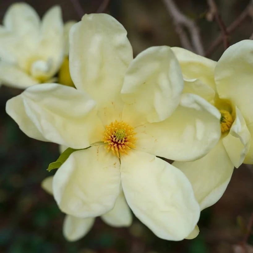 Pack of 2 Sweetbay Magnolia Live Plants - 9-18" Tall in Quart Pot, Fragrant White Flowers, Outdoor Shrub/Tree - Image 5