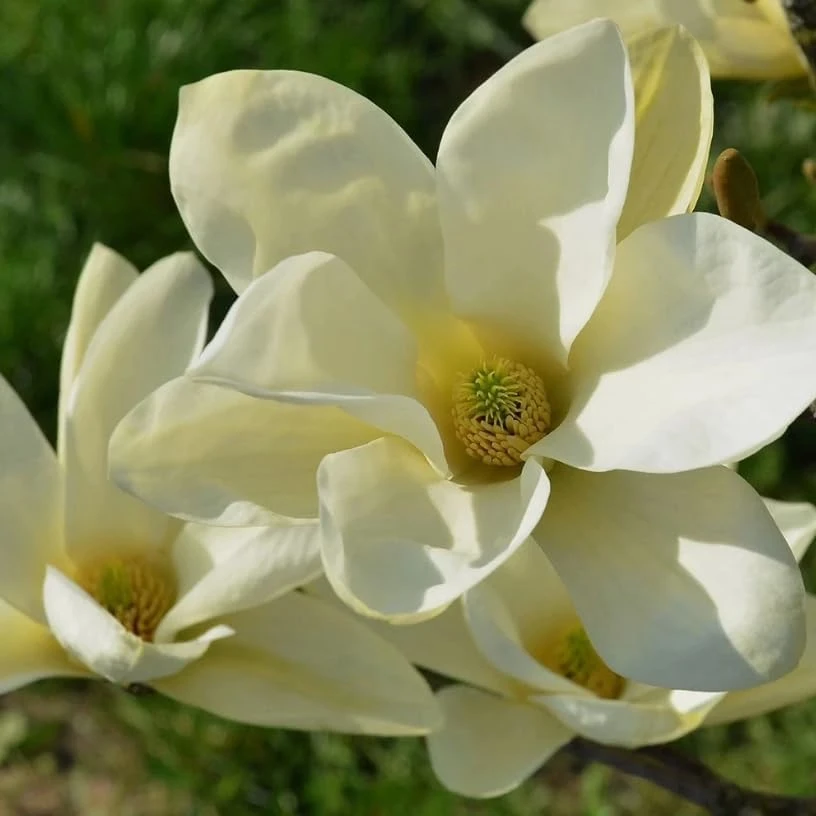 Pack of 2 Sweetbay Magnolia Live Plants - 9-18" Tall in Quart Pot, Fragrant White Flowers, Outdoor Shrub/Tree - Image 6