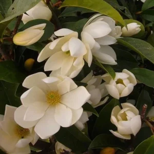 Pack of 2 Sweetbay Magnolia Live Plants - 9-18