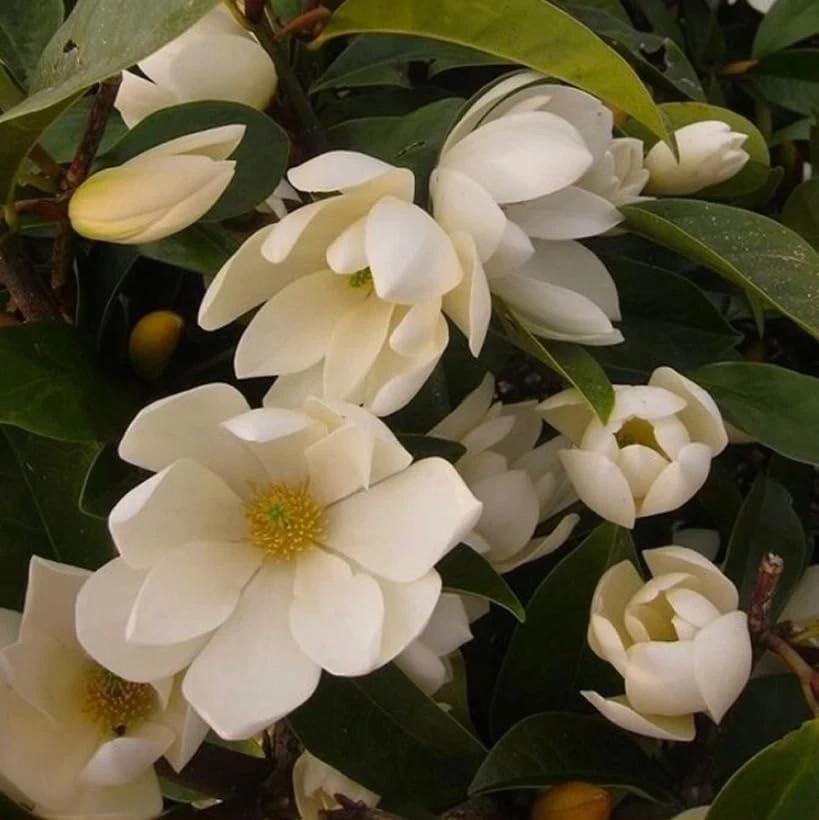 Pack of 2 Sweetbay Magnolia Live Plants - 9-18" Tall in Quart Pot, Fragrant White Flowers, Outdoor Shrub/Tree - Image 7