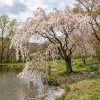 Pack of 2 Weeping Cherry Live Plant, 6-12" Tall, Ornamental White Blooms - Image 1