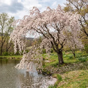 Pack of 2 Weeping Cherry Live Plant, 6-12