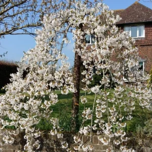 Pack of 2 Weeping Cherry Live Plant, 6-12