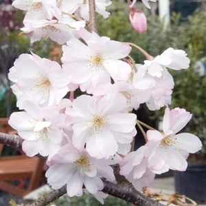 Pack of 2 Weeping Cherry Live Plant, 6-12