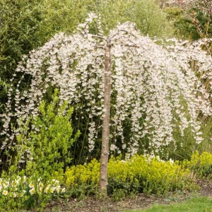 Pack of 2 Weeping Cherry Live Plant, 6-12