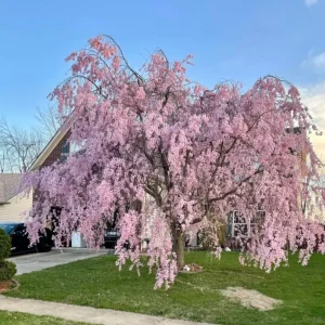 Pack of 2 Weeping Cherry Live Plant, 6-12