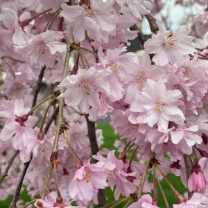 Pack of 2 Weeping Cherry Live Plant, 6-12