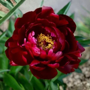 Paeonia Peony Flower Seeds - 10 Seeds Pack - Open-Pollinated Heirloom - Image 10