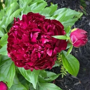 Paeonia Peony Flower Seeds - 10 Seeds Pack - Open-Pollinated Heirloom - Image 11