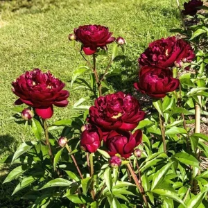 Paeonia Peony Flower Seeds - 10 Seeds Pack - Open-Pollinated Heirloom - Image 12
