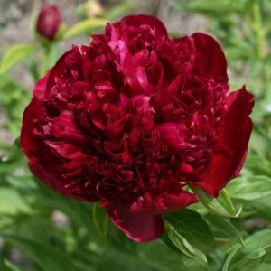 Paeonia Peony Flower Seeds - 10 Seeds Pack - Open-Pollinated Heirloom - Image 13
