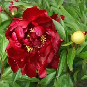 Paeonia Peony Flower Seeds - 10 Seeds Pack - Open-Pollinated Heirloom - Image 14