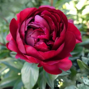 Paeonia Peony Flower Seeds - 10 Seeds Pack - Open-Pollinated Heirloom - Image 15