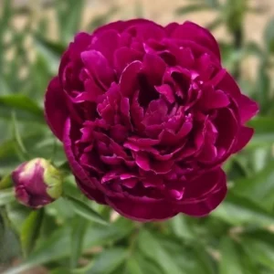 Paeonia Peony Flower Seeds - 10 Seeds Pack - Open-Pollinated Heirloom - Image 16