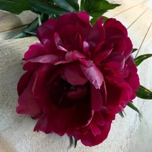 Paeonia Peony Flower Seeds - 10 Seeds Pack - Open-Pollinated Heirloom - Image 17