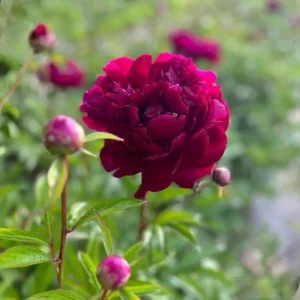 Paeonia Peony Flower Seeds - 10 Seeds Pack - Open-Pollinated Heirloom - Image 18
